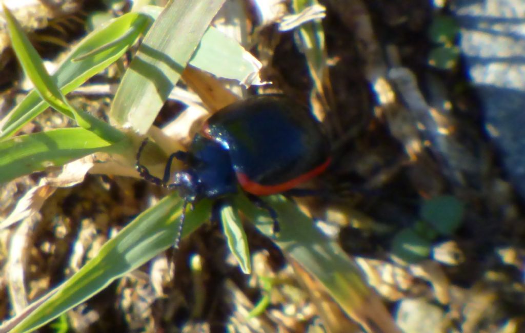 Chrysolina rossia? S.